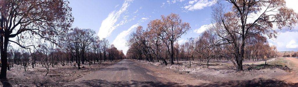 Bushfire